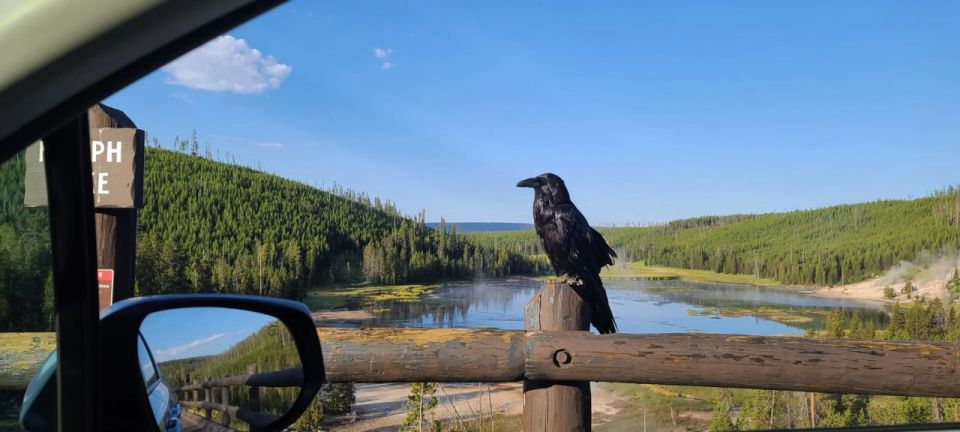 Gardiner: Yellowstone National Park Wildlife Guided Tour - What to Expect on the Tour