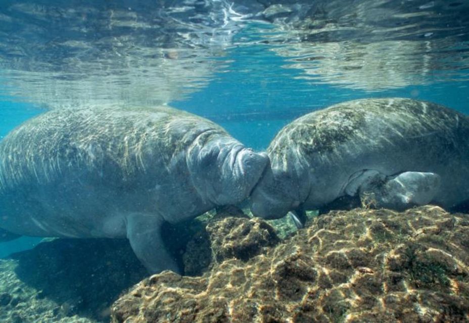 Orlando: Swim With Manatees and Homosassa State Park Visit - Booking and Reservations