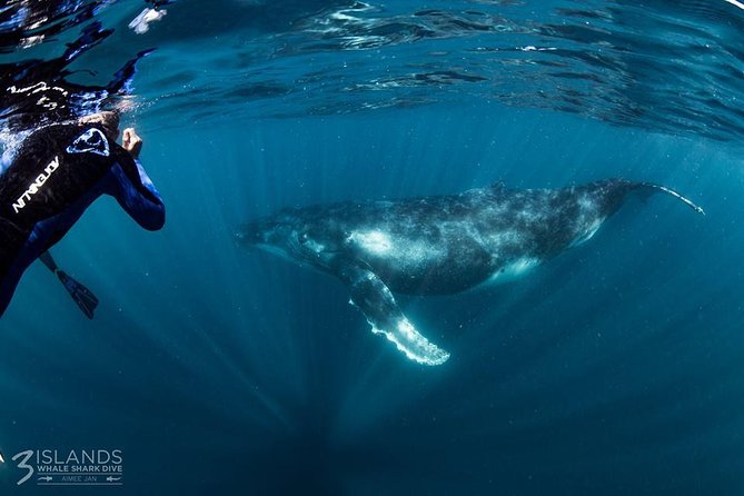 Swim With Humpback Whales - Ningaloo Reef - 3 Islands Whale Shark Dive - Reviews and Testimonials