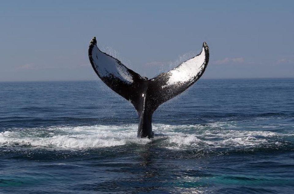 Terceira Island Whale Watching and Jeep Tour - Final Words