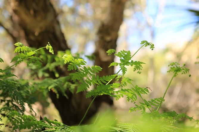 Wangari Dreaming Bush Tucker Tour - Booking and Confirmation Details