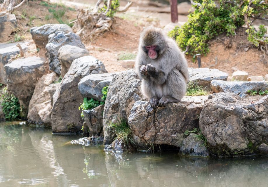 Arashiyama Kyoto: Bamboo Forest, Monkey Park & Secrets - Final Words