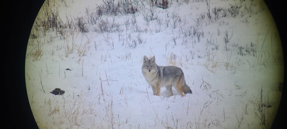 Gardiner: Yellowstone National Park Wildlife Guided Tour - Wildlife Sightings and Photography Opportunities