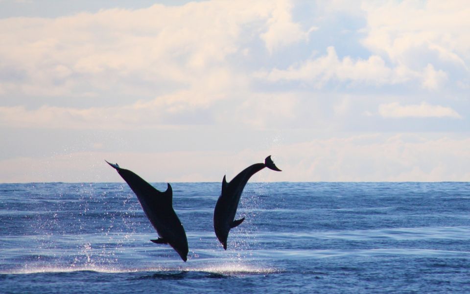 Madeira: Whale and Dolphin Watching Private Cruise - Final Words