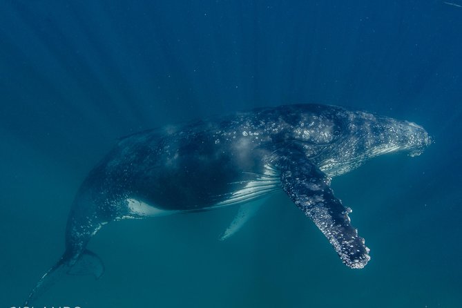 Swim With Humpback Whales - Ningaloo Reef - 3 Islands Whale Shark Dive - Booking and Pricing Details