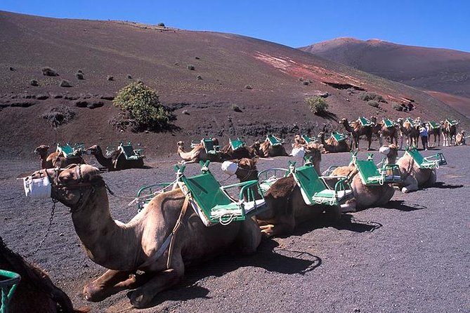 Timanfaya, Golfo, Jameos Agua & Camel Ride (opt) - Lanzarote - Customer Reviews