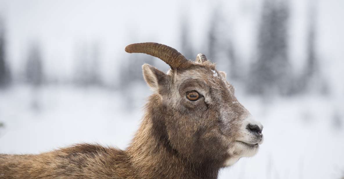 Banff: Best of Banff Nature Walk - 2hrs - Key Points