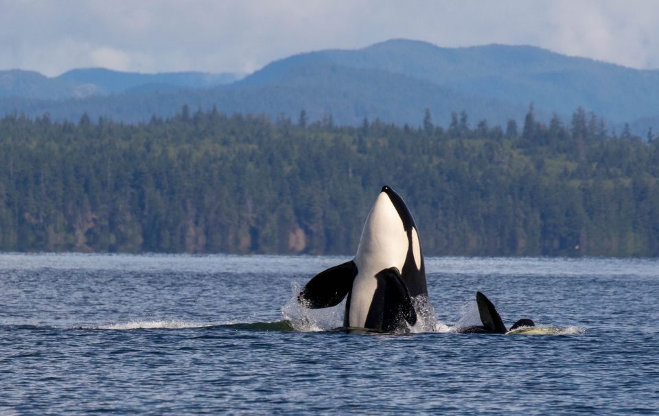 Campbell River: Whale Watching Covered Boat Tour With Lunch - Key Points