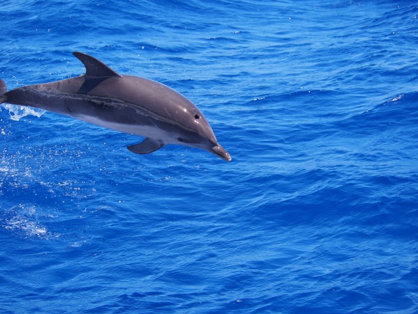 Funchal: Private Catamaran Tour With Dolphin Watching - Key Points