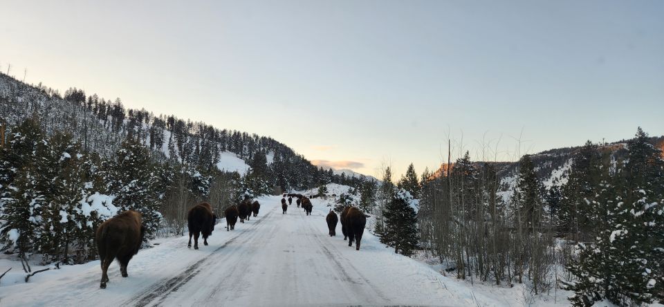 Gardiner: Yellowstone National Park Wildlife Guided Tour - Key Points