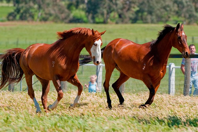 Living Legends Champion Racehorse Guided Tour - Key Points