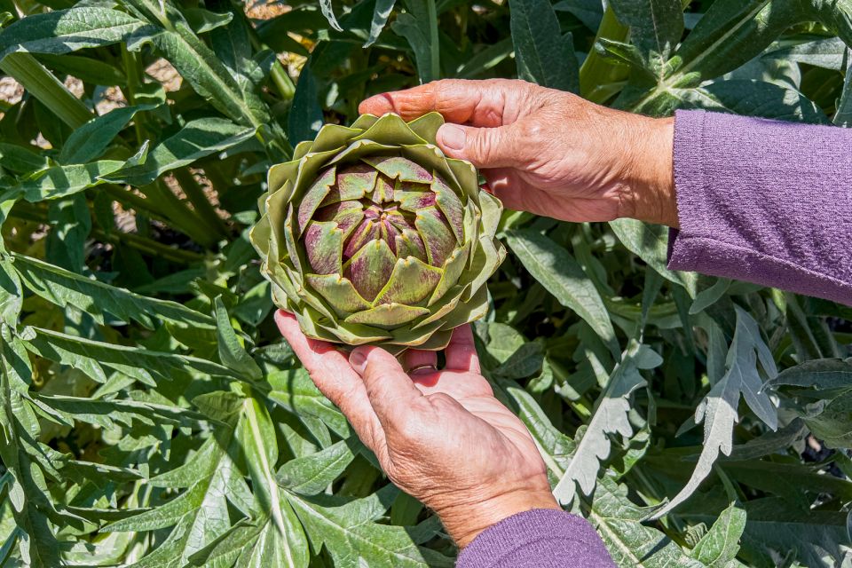 Monterey County Salinas Valley Farm Tour - Tour Details