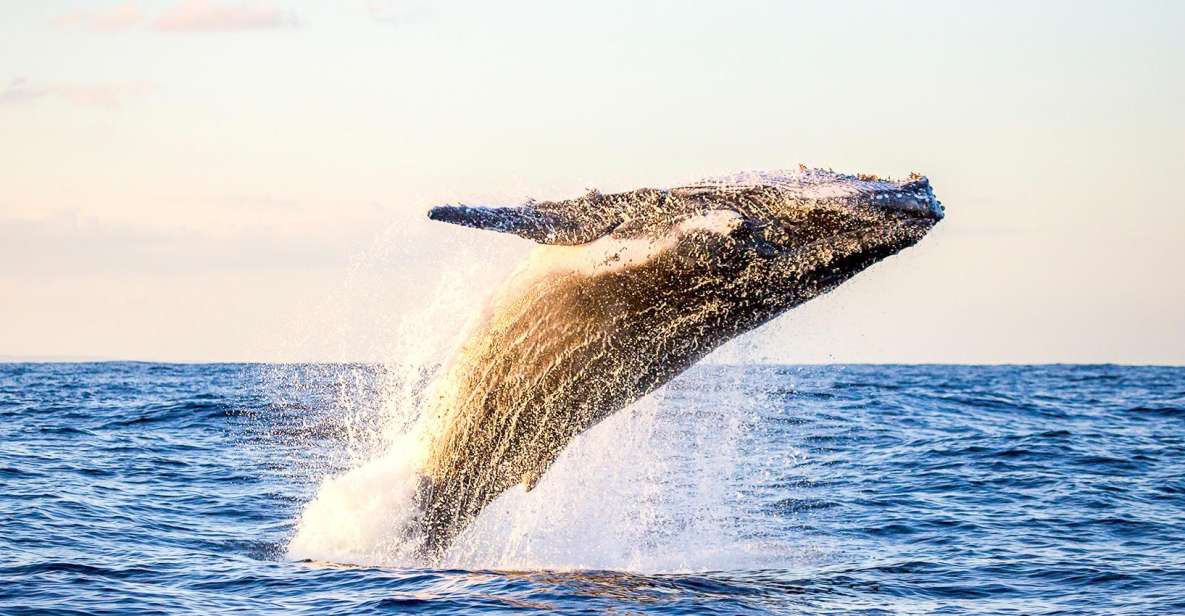 Oahu: Waikiki Eco-Friendly Morning Whale Watching Cruise - Activity Overview