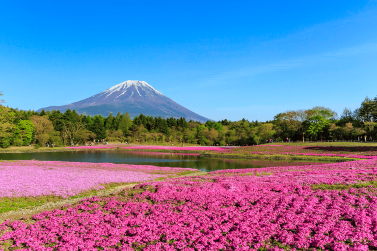 Private Charter Car One Day Trip in Near Tokyo!